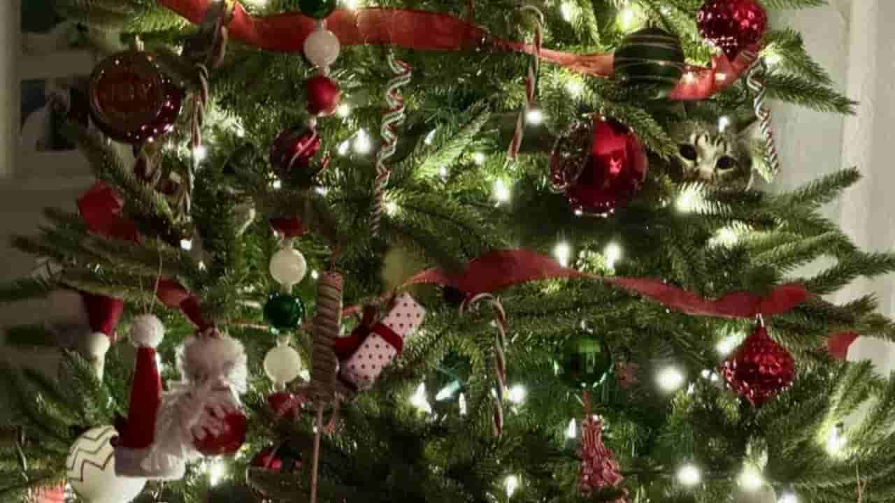 Optical Illusion: ಕ್ರಿಸ್‌ಮಸ್‌ ಟ್ರೀ ನಡುವೆ ಅಡಗಿ ಕುಳಿತಿರುವ ಕಳ್ಳ ಬೆಕ್ಕನ್ನು ಗುರುತಿಸಲು ನಿಮ್ಮಿಂದ ಸಾಧ್ಯವೇ?