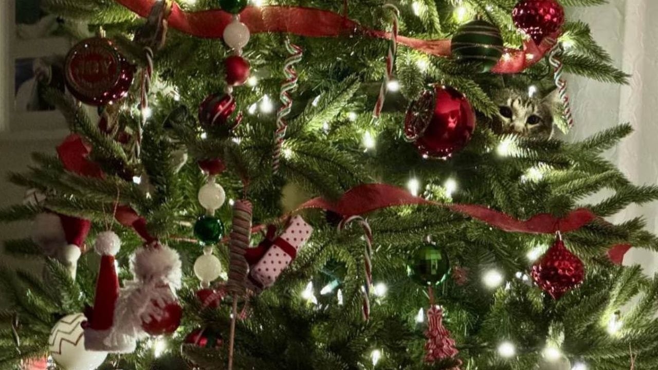 Optical Illusion: ಕ್ರಿಸ್ಮಸ್ ಟ್ರೀ ನಡುವೆ ಅಡಗಿ ಕುಳಿತಿರುವ ಕಳ್ಳ ಬೆಕ್ಕನ್ನು ಗುರುತಿಸಲು ನಿಮ್ಮಿಂದ ಸಾಧ್ಯವೇ? Optical Illusion: ಕ್ರಿಸ್ಮಸ್ ಟ್ರೀ ನಡುವೆ ಅಡಗಿ ಕುಳಿತಿರುವ ಕಳ್ಳ ಬೆಕ್ಕನ್ನು ಗುರುತಿಸಲು ನಿಮ್ಮಿಂದ ಸಾಧ್ಯವೇ?