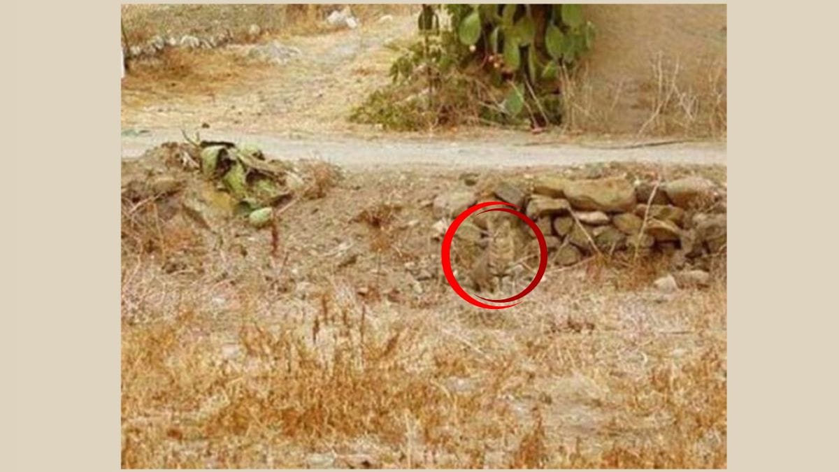 Optical Illusion Answer