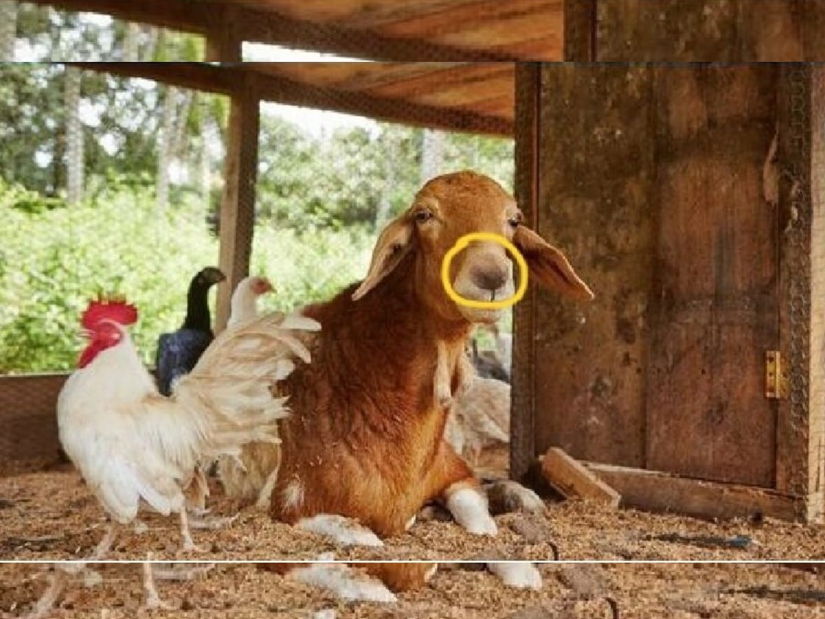 Optical Illusion Answer