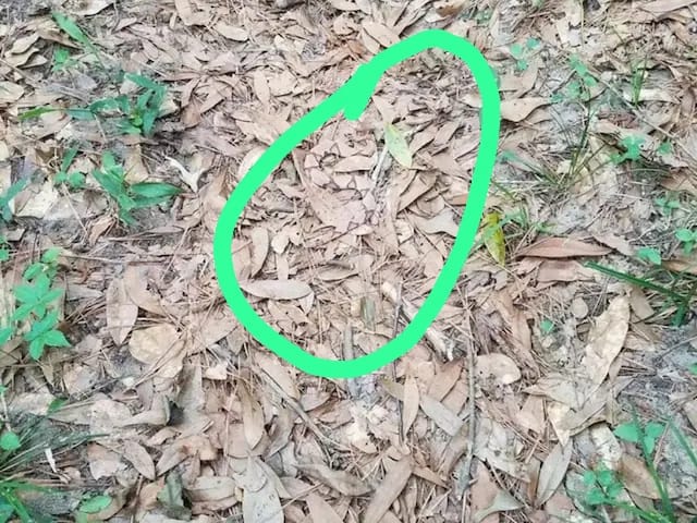 Optical Illusion Answer