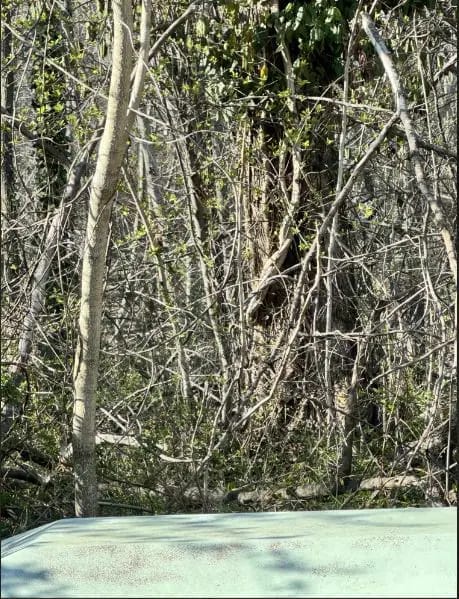 Optical Illusion Answer