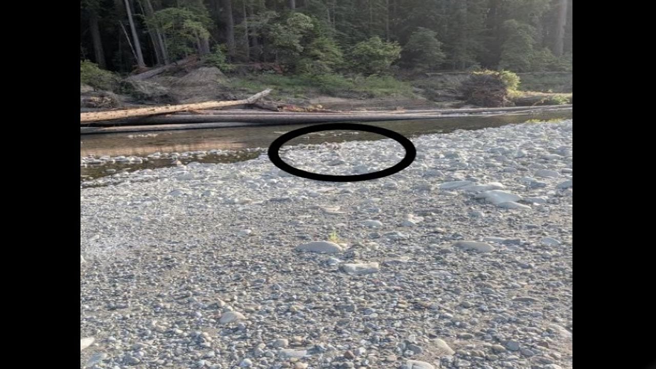 Optical Illusion Answer