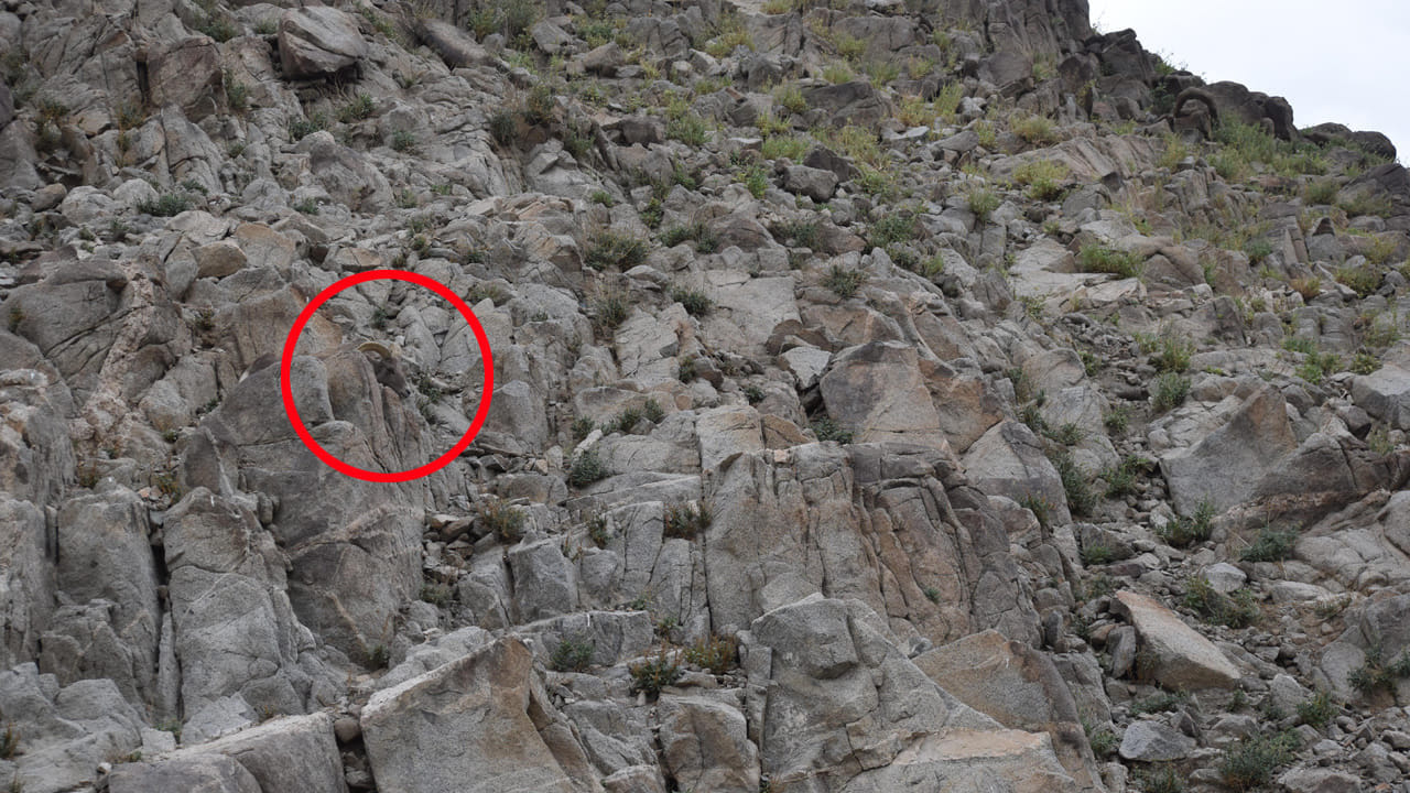 Optical Illusion Answer