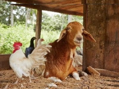 Optical Illusion Image