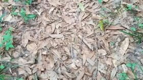 ಒಣಗಿದ ಎಲೆಗಳ ನಡುವೆ ಅಡಗಿ ಕುಳಿತಿರುವ ಹಾವನ್ನು ಗುರುತಿಸಬಲ್ಲಿರಾ