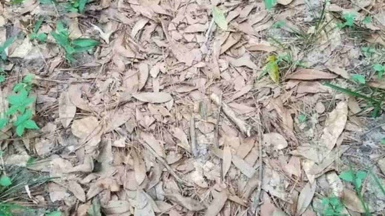 Optical Illusion: ಒಣಗಿದ ಎಲೆಗಳ ನಡುವೆ ಅಡಗಿ ಕುಳಿತಿರುವ ಹಾವನ್ನು ಗುರುತಿಸಬಲ್ಲಿರಾ