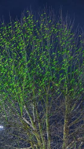 ಆಹಾ ಎಷ್ಟು ಚಂದ… ಹಸಿರು ಎಲೆಗಳಲ್ಲ ಗಿಳಿಗಳಿವು