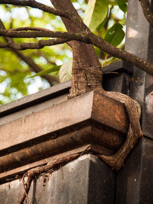 ಮನೆ ಗೋಡೆಯ ಮೇಲೆ ಈ ಸಸ್ಯ ಬೆಳೆದರೆ ತಕ್ಷಣ ಕಿತ್ತು ಹಾಕಿ!