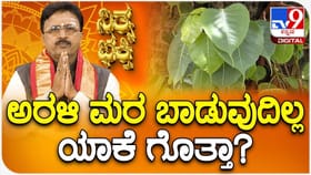 ಅರಳಿ ಮರ ಏಕೆ ಬಾಡುವುದಿಲ್ಲ? ಸೀತಾ ದೇವಿಯ ವರದಾನದ ಪೌರಾಣಿಕ ಕಥೆ ಇಲ್ಲಿದೆ