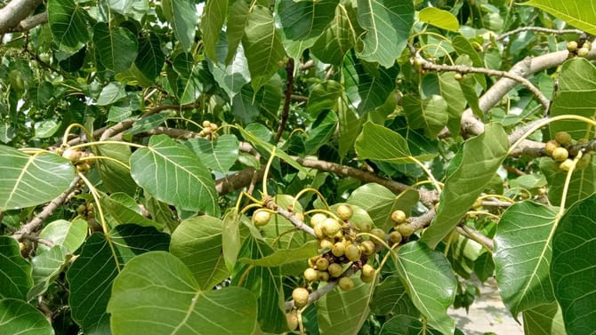ಅರಳಿ ಮರ ಬಾಡುವುದಿಲ್ಲ ಯಾಕೆ?
