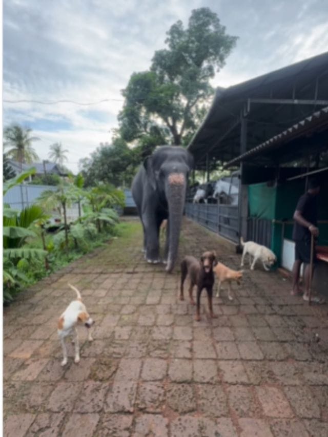 ಗಜನಿಗೆ ಫುಲ್​ ಸೆಕ್ಯೂರಿಟಿ
