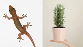 ಹಲ್ಲಿಗಳನ್ನು ಓಡಿಸಲು ಈ ಗಿಡಗಳನ್ನು ಮನೆಯಲ್ಲಿ ನೆಡಿ