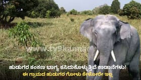 ರಾಮನಗರ: ಹುಡುಗರ ಕಂಕಣ ಭಾಗ್ಯ ಕಸಿದುಕೊಳ್ಳುತ್ತಿವೆ ಕಾಡಾನೆಗಳು!