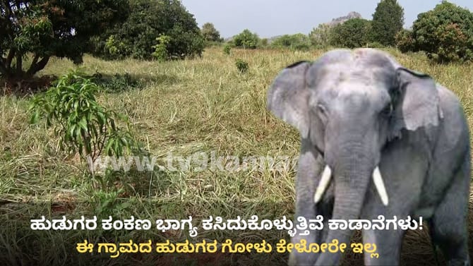 ರಾಮನಗರ: ಹುಡುಗರ ಕಂಕಣ ಭಾಗ್ಯ ಕಸಿದುಕೊಳ್ಳುತ್ತಿವೆ ಕಾಡಾನೆಗಳು!