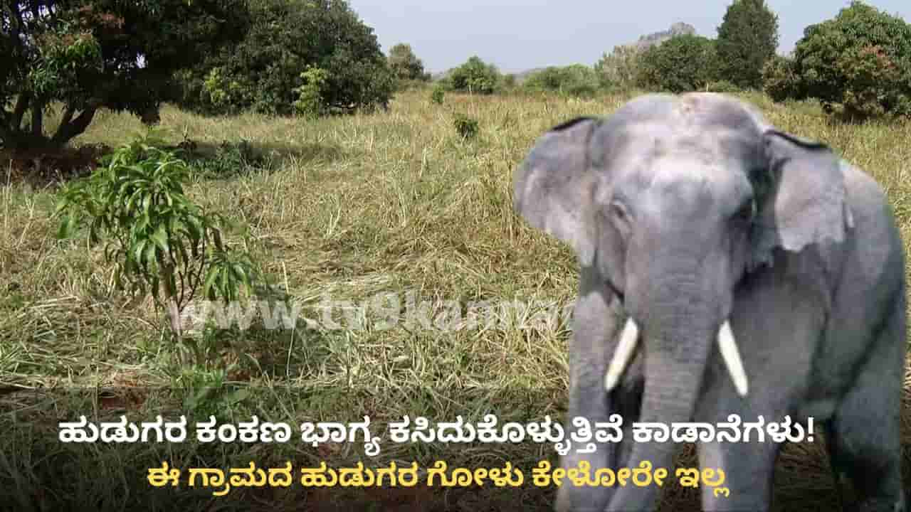 ರಾಮನಗರ: ಹುಡುಗರ ಕಂಕಣ ಭಾಗ್ಯ ಕಸಿದುಕೊಳ್ಳುತ್ತಿವೆ ಕಾಡಾನೆಗಳು! ಹೇಗೆ ಗೊತ್ತೇ?