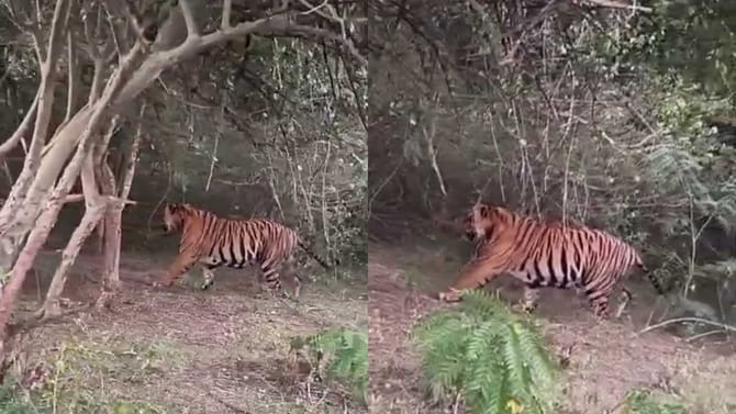 ಚಾಮರಾಜನಗರದಲ್ಲಿ ಬೃಹದಾಕಾರದ ಹುಲಿ ಪ್ರತ್ಯಕ್ಷ!