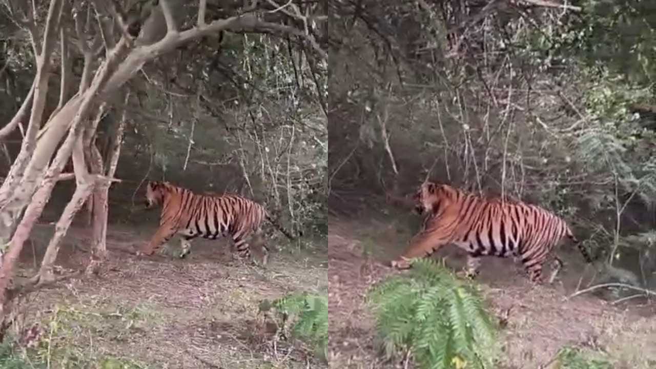 ಚಾಮರಾಜನಗರದಲ್ಲಿ ಬೃಹದಾಕಾರದ ಹುಲಿ ಪ್ರತ್ಯಕ್ಷ! ಚಾಮರಾಜನಗರದಲ್ಲಿ ಬೃಹದಾಕಾರದ ಹುಲಿ ಪ್ರತ್ಯಕ್ಷ!