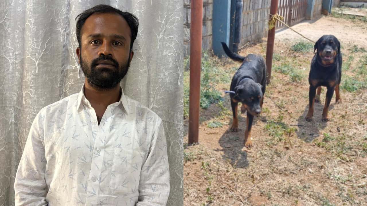 ಮಹಿಳೆಯನ್ನ ಕೊಂದಿದ್ದ ರಾಟ್ವೀಲರ್ ನಾಯಿಗಳೂ ಸಾವು: ಶ್ವಾನದ ಮಾಲೀಕ ಅರೆಸ್ಟ್ ಮಹಿಳೆಯನ್ನ ಕೊಂದಿದ್ದ ರಾಟ್ವೀಲರ್ ನಾಯಿಗಳೂ ಸಾವು: ಶ್ವಾನದ ಮಾಲೀಕ ಅರೆಸ್ಟ್