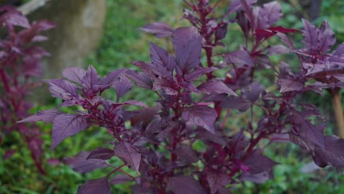 ಪ್ರತಿ 10 ದಿನಗಳಿಗೊಮ್ಮೆ ಕೆಂಪು ಹರಿವೆ ತಿಂದ್ರೆ ಎಷ್ಟೆಲ್ಲಾ ಲಾಭವಿದೆ ನೋಡಿ