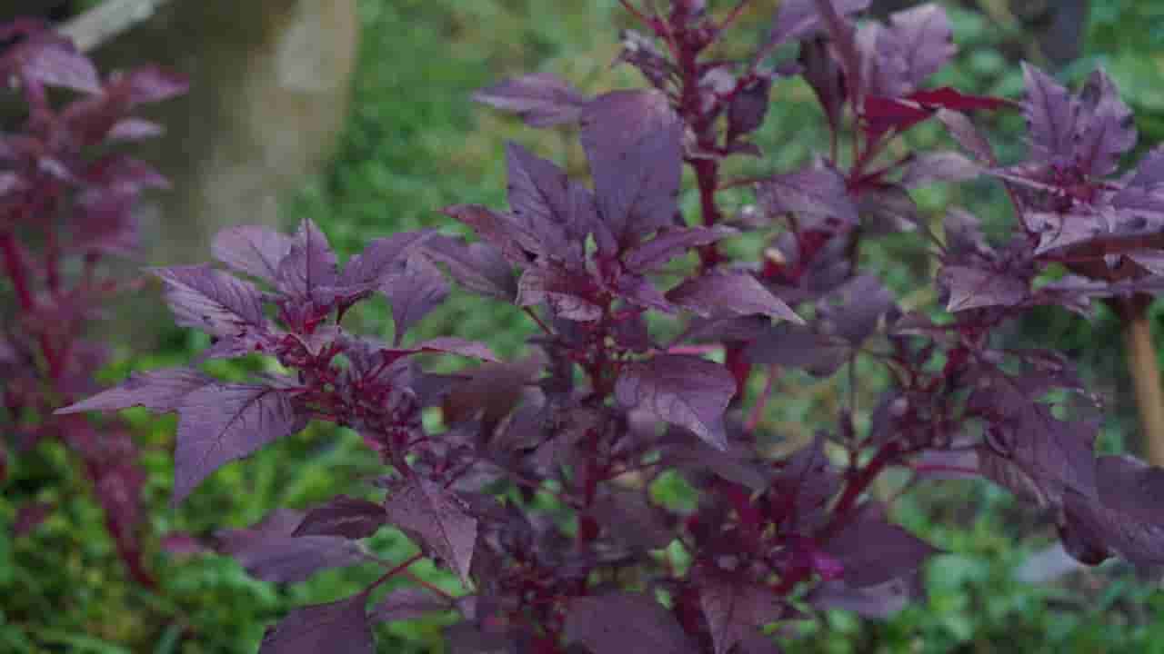 ಕೆಂಪು ಹರಿವೆ ಸೊಪ್ಪನ್ನು ಪ್ರತಿ 10 ದಿನಗಳಿಗೊಮ್ಮೆ ತಿಂದರೆ ಏನಾಗುತ್ತೆ ನೋಡಿ!