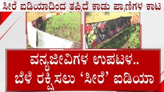 ವನ್ಯ ಪ್ರಾಣಿಗಳಿಂದ ಬೆಳೆ ರಕ್ಷಣೆಗೆ ‘ಸೀರೆ’ ಐಡಿಯಾ! ಬೀದರ್ ರೈತರ ವಿನೂತನ ಯತ್ನಕ್ಕೆ ಸಿಕ್ಕಿದೆ ಯಶಸ್ಸು