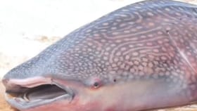 Video: ಕನ್ಯಾಕುಮಾರಿ ಕಡಲತೀರದಲ್ಲಿ ಸತ್ತ ತಿಮಿಂಗಿಲ ಪತ್ತೆ