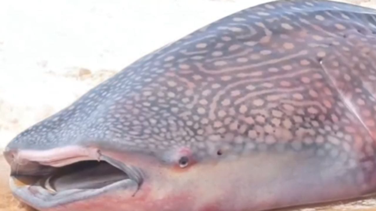 Video: ಕನ್ಯಾಕುಮಾರಿ ಕಡಲತೀರದಲ್ಲಿ ಸತ್ತ ದೈತ್ಯ ತಿಮಿಂಗಿಲ ಪತ್ತೆ