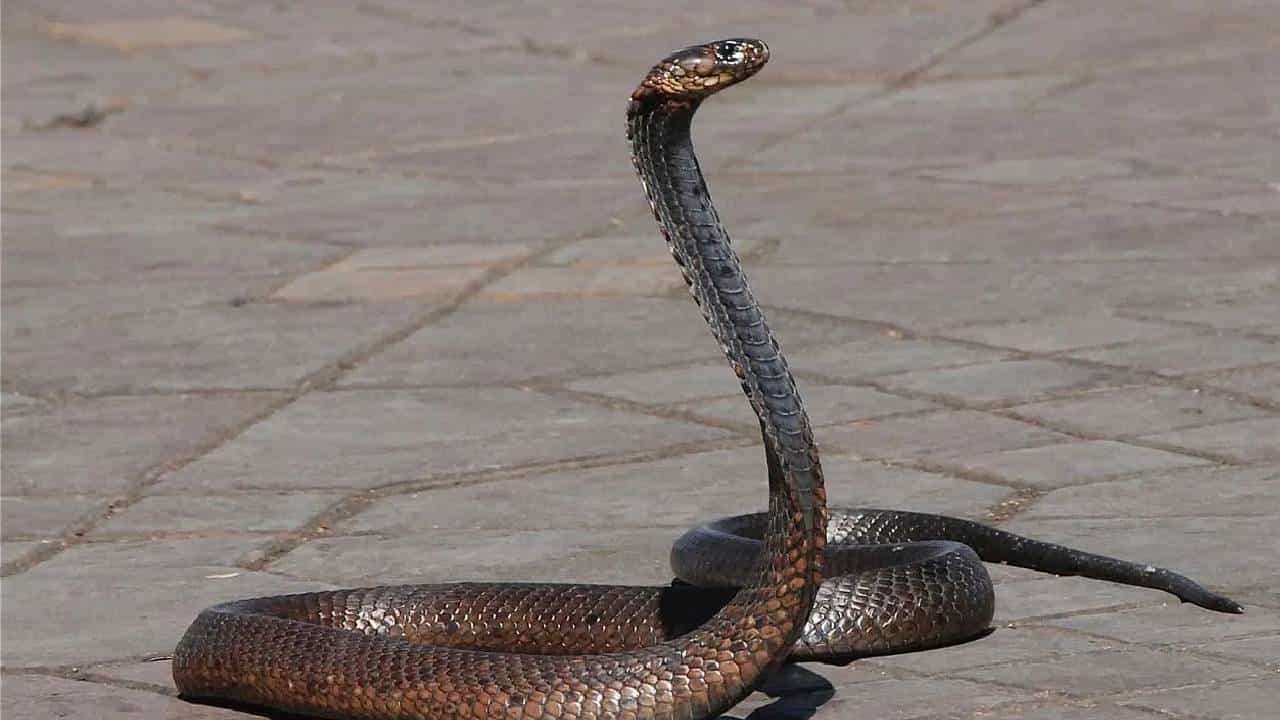 3 ಕೋಟಿ ರೂ. ವಿಮೆ ಹಣ ಪಡೆಯಲು, ತಂದೆಗೆ ಹಾವು ಕಚ್ಚಿಸಿದ ಮಕ್ಕಳು 3 ಕೋಟಿ ರೂ. ವಿಮೆ ಹಣ ಪಡೆಯಲು, ತಂದೆಗೆ ಹಾವು ಕಚ್ಚಿಸಿದ ಮಕ್ಕಳು