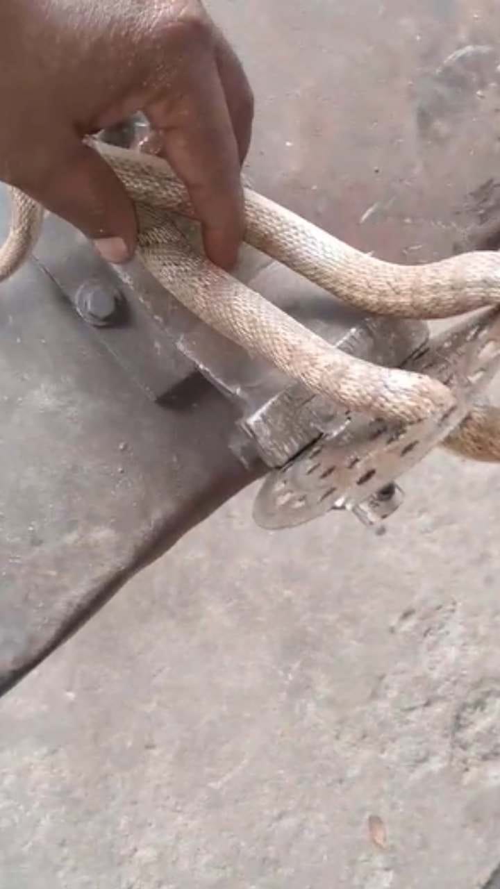 ಅಪರೂಪದ ಹಾವಿನ ರಕ್ಷಣೆ ಮಾಡಿದ ಉರಗ ರಕ್ಷಕ