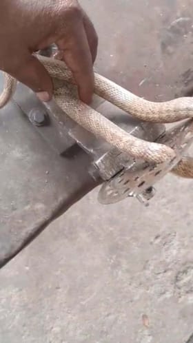 ಅಪರೂಪದ ಹಾವಿನ ರಕ್ಷಣೆ ಮಾಡಿದ ಉರಗ ರಕ್ಷಕ
