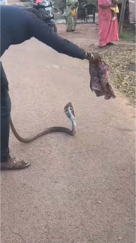 ಐದು ಅಡಿ ಉದ್ದದ ನಾಗರ ಹಾವಿನ ರಕ್ಷಣೆ