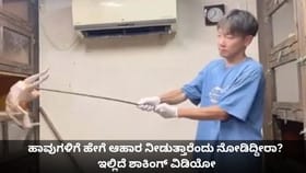 ಹಾವುಗಳಿಗೆ ಹೇಗೆ ಆಹಾರ ನೀಡುತ್ತಾರೆಂದು ನೋಡಿದ್ದೀರಾ? ಇಲ್ಲಿದೆ ವಿಡಿಯೋ