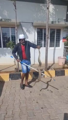 ದೂರು ಕೊಡಲು ಠಾಣೆಗೆ ಬಂದ ಹಾವುಗಳು