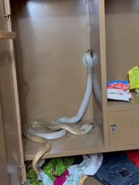 ಕಪಾಟಿನೊಳಗೆ ಜೋಡಿ ನಾಗರ ಹಾವು