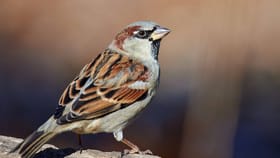 ಮನೆಗೆ ಪದೇ ಪದೇ ಗುಬ್ಬಚ್ಚಿ ಬರುತ್ತಿದ್ದರೆ ಏನರ್ಥ? ವಾಸ್ತು ಸಲಹೆ ಇಲ್ಲಿದೆ