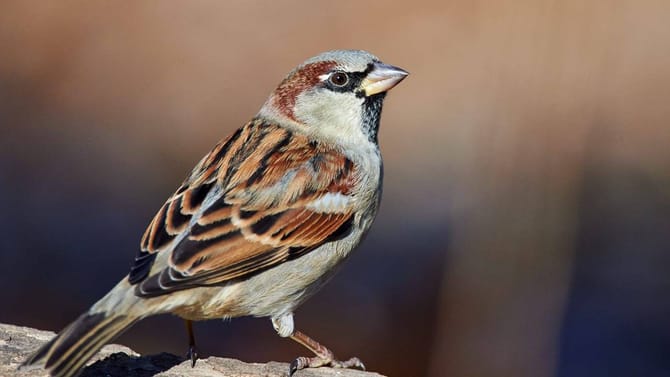 ಮನೆಗೆ ಪದೇ ಪದೇ ಗುಬ್ಬಚ್ಚಿ ಬರುತ್ತಿದ್ದರೆ ಏನರ್ಥ? ವಾಸ್ತು ಸಲಹೆ ಇಲ್ಲಿದೆ