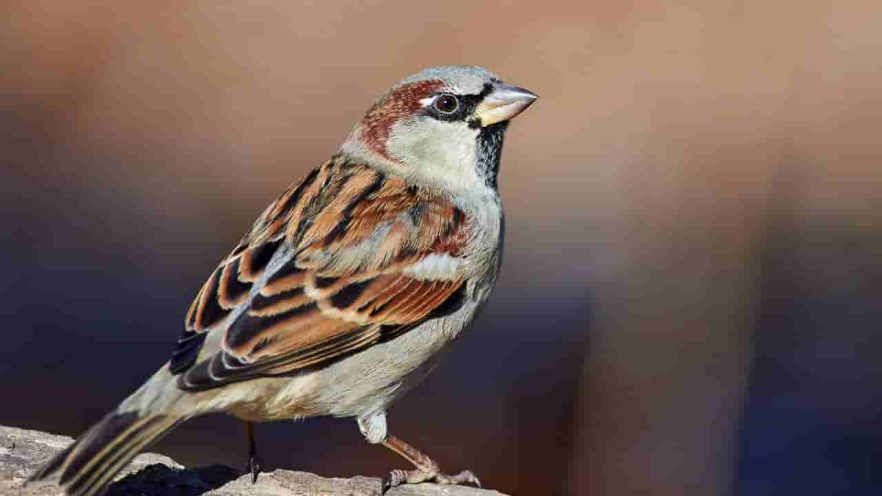 Vastu Shastra: ಮನೆಗೆ ಪದೇ ಪದೇ ಗುಬ್ಬಚ್ಚಿ ಬರುತ್ತಿದ್ದರೆ ಏನರ್ಥ? ವಾಸ್ತು ಸಲಹೆ ಇಲ್ಲಿದೆ