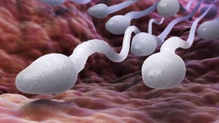 ಸ್ವಾತಂತ್ರ್ಯದ ಬಳಿಕ ಇದೇ ಮೊದಲ ಬಾರಿಗೆ ಪಾಕಿಸ್ತಾನದ ವಿಶ್ವವಿದ್ಯಾಲಯದಲ್ಲಿ ಸಂಸ್ಕೃತ ಕೋರ್ಸ್​!