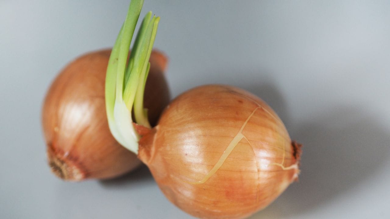 ಮೊಳಕೆಯೊಡೆದ ಈರುಳ್ಳಿಯನ್ನು ಎಸೆಯುತ್ತಿದ್ದೀರಾ? ಈ ತಪ್ಪನ್ನು ಎಂದಿಗೂ ಮಾಡಬೇಡಿ ಮೊಳಕೆಯೊಡೆದ ಈರುಳ್ಳಿಯನ್ನು ಎಸೆಯುತ್ತಿದ್ದೀರಾ? ಈ ತಪ್ಪನ್ನು ಎಂದಿಗೂ ಮಾಡಬೇಡಿ