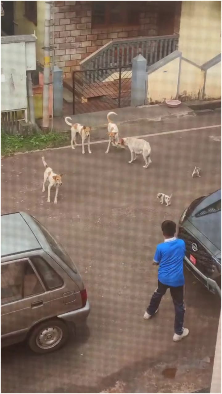 ಬೆಳಗಾವಿ: ಬೀದಿ ನಾಯಿ ಹಿಂಡನ್ನು ಕೆಚ್ಚೆದೆಯಿಂದ ಎದುರಿಸಿದ ಪೋರ!