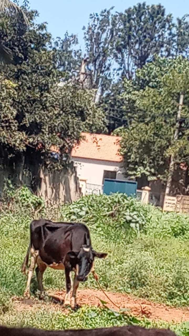 4.5 ಲಕ್ಷ ರೂ. ಮೌಲ್ಯದ ಮೂರು ಹಸುಗಳ ಕಳ್ಳತನ!