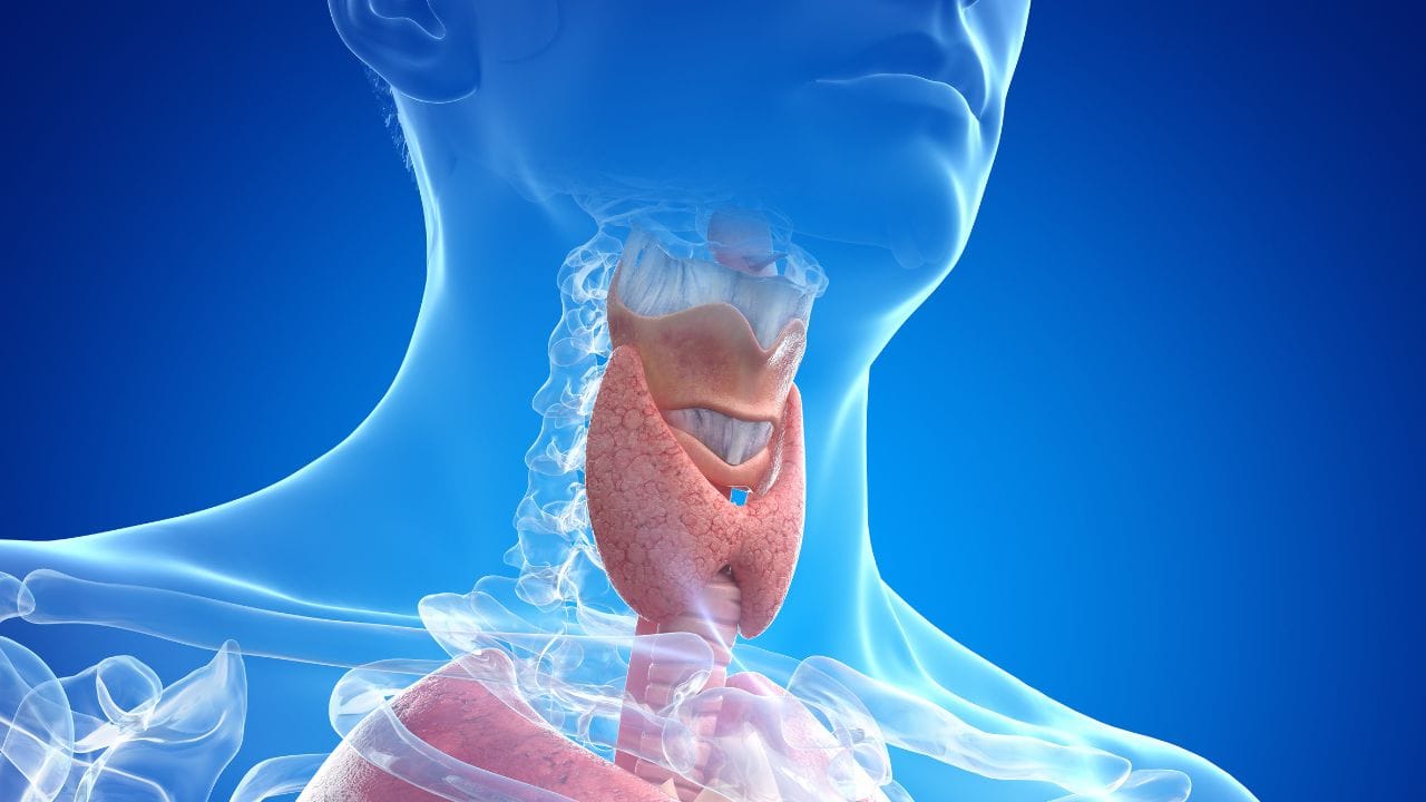 ಥೈರಾಯ್ಡ್ ಸಮಸ್ಯೆ ಇದ್ಯಾ? ಹಾಗಿದ್ರೆ ಚಳಿಗಾಲದಲ್ಲಿ ಈ ಆಹಾರಗಳನ್ನು ಅಪ್ಪಿತಪ್ಪಿಯೂ ಸೇವನೆ ಮಾಡಬೇಡಿ ಥೈರಾಯ್ಡ್ ಸಮಸ್ಯೆ ಇದ್ಯಾ? ಹಾಗಿದ್ರೆ ಚಳಿಗಾಲದಲ್ಲಿ ಈ ಆಹಾರಗಳನ್ನು ಅಪ್ಪಿತಪ್ಪಿಯೂ ಸೇವನೆ ಮಾಡಬೇಡಿ