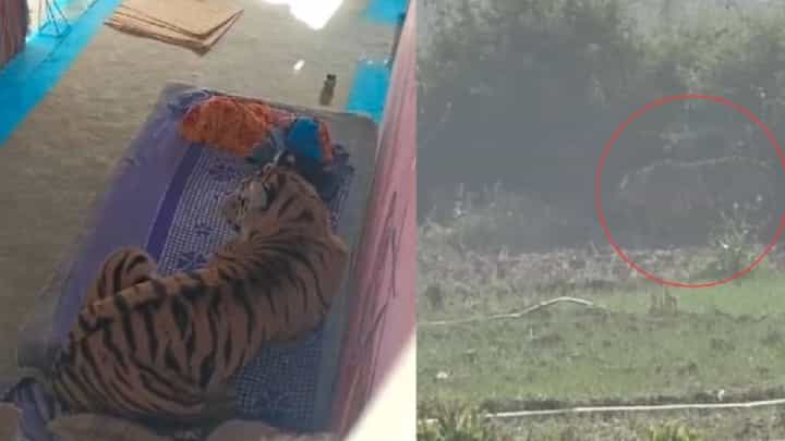 Video: ಹಳ್ಳಿಯಲ್ಲಿ ವ್ಯಕ್ತಿಯ ಮೇಲೆ ದಾಳಿ ಮಾಡಿ, ಮಂಚದ ಮೇಲೆ ಮಲಗಿದ ಹುಲಿ Video: ಹಳ್ಳಿಯಲ್ಲಿ ವ್ಯಕ್ತಿಯ ಮೇಲೆ ದಾಳಿ ಮಾಡಿ, ಮಂಚದ ಮೇಲೆ ಮಲಗಿದ ಹುಲಿ