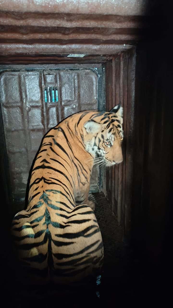 ಗ್ರಾಮಗಳ ಸುತ್ತಮುತ್ತ ಓಡಾಡುತ್ತಿದ್ದ ಹುಲಿ ಸೆರೆ