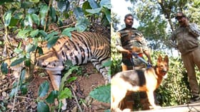 ಹುಲಿ ಹತ್ಯೆ: ಉರುಳು ಹಾಕಿದ ದುಷ್ಕರ್ಮಿಗಳಿಗಾಗಿ ತೀವ್ರ ಶೋಧ