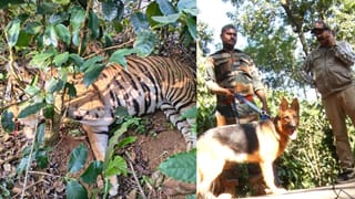 ಕರ್ನಾಟಕದಲ್ಲಿ ಮತ್ತೊಂದು ಹುಲಿ ಹತ್ಯೆ: ಉರುಳು ಹಾಕಿದ ದುಷ್ಕರ್ಮಿಗಳಿಗಾಗಿ ತೀವ್ರ ಶೋಧ