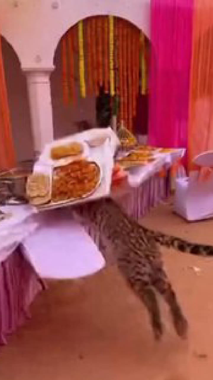 ಇದ್ದಕ್ಕಿದ್ದಂತೆ ಮದುವೆ ಹಾಲ್​ಗೆ ನುಗ್ಗಿದ ಚಿರತೆ!