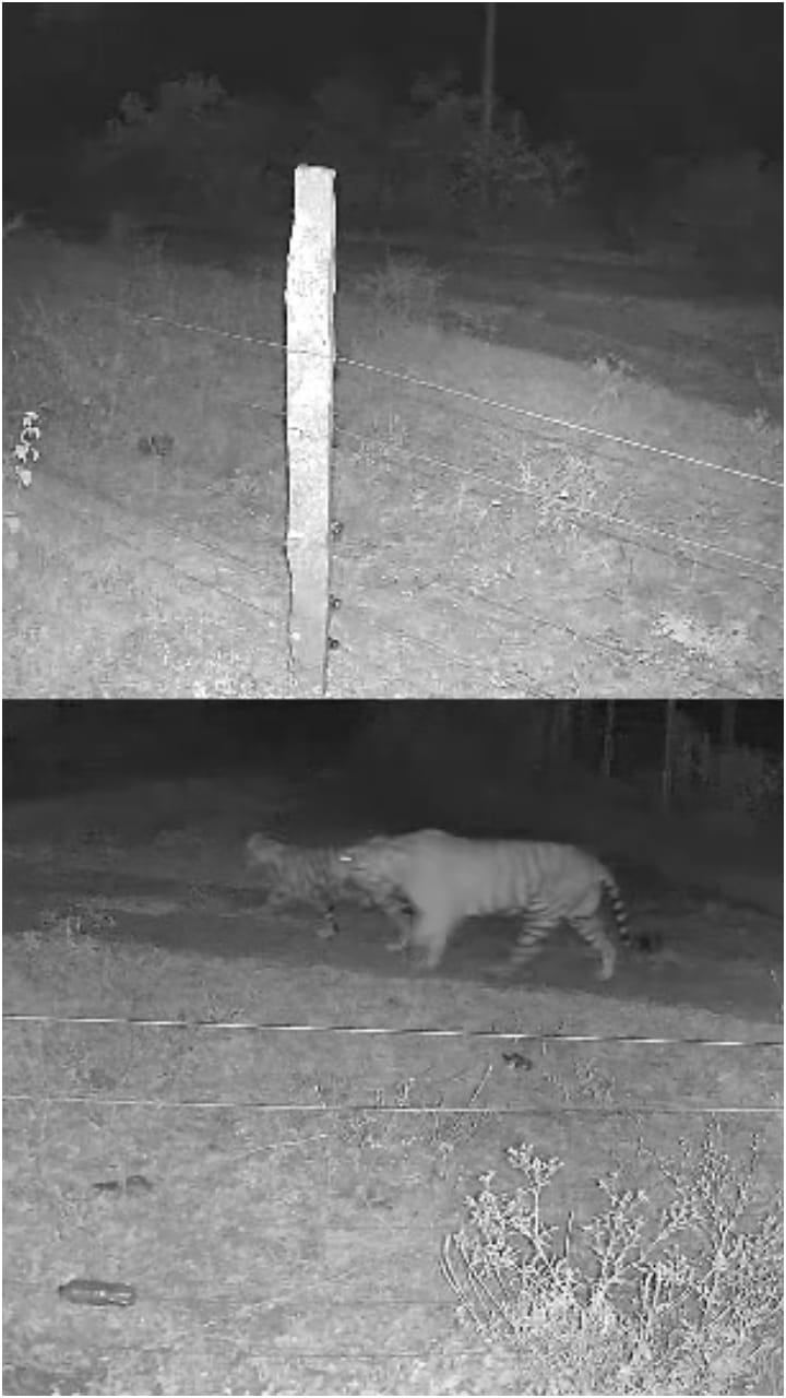 ಚಾಮರಾಜನಗರ: ಆನೆಮಡುವಿನ ಕೆರೆ ಬಳಿ 5 ಹುಲಿಗಳು ಪ್ರತ್ಯಕ್ಷ