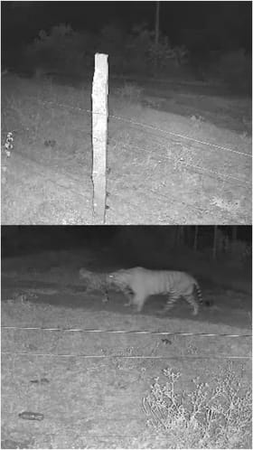 ಚಾಮರಾಜನಗರ: ಆನೆಮಡುವಿನ ಕೆರೆ ಬಳಿ 5 ಹುಲಿಗಳು ಪ್ರತ್ಯಕ್ಷ